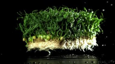 Filizlenmiş mikro yeşiller masaya düşer. 1000 fps 'de yüksek hızlı bir kamerayla çekildi. Yüksek kaliteli FullHD görüntüler