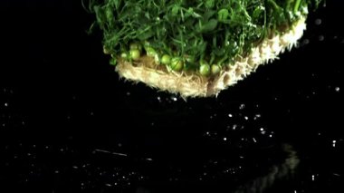 Filizlenmiş mikro yeşiller masaya düşer. 1000 fps 'de yüksek hızlı bir kamerayla çekildi. Yüksek kaliteli FullHD görüntüler