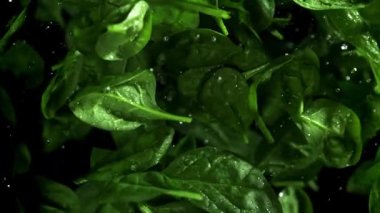 Ispanak yaprakları yukarı uçar ve düşer. 1000 fps 'de yüksek hızlı bir kamerayla çekildi. Yüksek kaliteli FullHD görüntüler