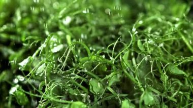 Su damlacıkları mikroyeşilliklere düşer. 1000 fps 'de yüksek hızlı bir kamerayla çekildi. Yüksek kaliteli FullHD görüntüler