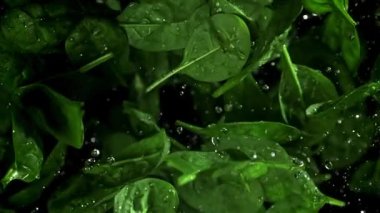 Ispanak yaprakları yukarı uçar ve düşer. 1000 fps 'de yüksek hızlı bir kamerayla çekildi. Yüksek kaliteli FullHD görüntüler