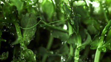 Su damlacıkları mikroyeşilliklere düşer. 1000 fps 'de yüksek hızlı bir kamerayla çekildi. Yüksek kaliteli FullHD görüntüler