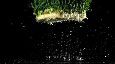 Filizlenmiş mikro yeşiller masaya düşer. 1000 fps 'de yüksek hızlı bir kamerayla çekildi. Yüksek kaliteli FullHD görüntüler