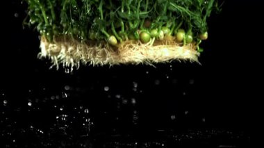 Filizlenmiş mikro yeşiller masaya düşer. 1000 fps 'de yüksek hızlı bir kamerayla çekildi. Yüksek kaliteli FullHD görüntüler