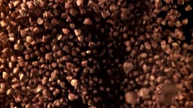 Karabuğday uçar ve düşer. 1000 fps 'de yüksek hızlı bir kamerayla çekildi. Yüksek kaliteli FullHD görüntüler