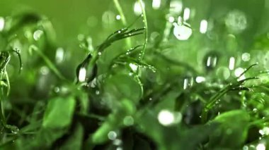 Su damlacıkları mikroyeşilliklere düşer. 1000 fps 'de yüksek hızlı bir kamerayla çekildi. Yüksek kaliteli FullHD görüntüler