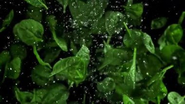 Ispanak yaprakları yukarı uçar ve düşer. 1000 fps 'de yüksek hızlı bir kamerayla çekildi. Yüksek kaliteli FullHD görüntüler