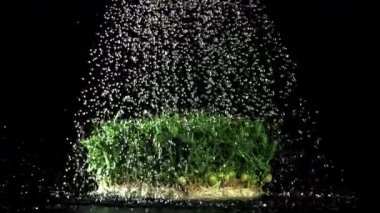 Sulama kutusuyla mikroçimler sulanıyor. 1000 fps 'de yüksek hızlı bir kamerayla çekildi. Yüksek kaliteli FullHD görüntüler