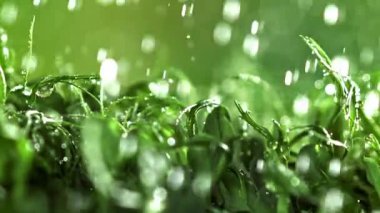 Su damlacıkları mikroyeşilliklere düşer. 1000 fps 'de yüksek hızlı bir kamerayla çekildi. Yüksek kaliteli FullHD görüntüler