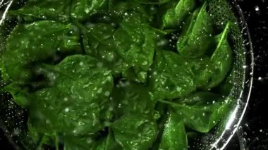 Su damlacıkları ıspanak yapraklarının üzerine düşer. 1000 fps 'de yüksek hızlı bir kamerayla çekildi. Yüksek kaliteli FullHD görüntüler