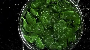 Su damlacıkları ıspanak yapraklarının üzerine düşer. 1000 fps 'de yüksek hızlı bir kamerayla çekildi. Yüksek kaliteli FullHD görüntüler