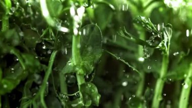 Su damlacıkları mikroyeşilliklere düşer. 1000 fps 'de yüksek hızlı bir kamerayla çekildi. Yüksek kaliteli FullHD görüntüler