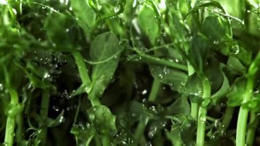 Su damlacıkları mikroyeşilliklere düşer. 1000 fps 'de yüksek hızlı bir kamerayla çekildi. Yüksek kaliteli FullHD görüntüler