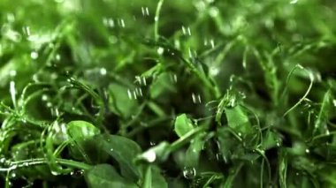 Su damlacıkları mikroyeşilliklere düşer. 1000 fps 'de yüksek hızlı bir kamerayla çekildi. Yüksek kaliteli FullHD görüntüler