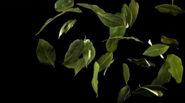 Körfez yaprakları dökülüyor. 1000 fps 'de yüksek hızlı bir kamerayla çekildi. Yüksek kaliteli FullHD görüntüler