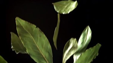 Körfez yaprakları dökülüyor. 1000 fps 'de yüksek hızlı bir kamerayla çekildi. Yüksek kaliteli FullHD görüntüler