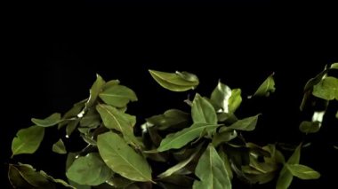 Körfez yaprakları yukarı uçar ve düşer. 1000 fps 'de yüksek hızlı bir kamerayla çekildi. Yüksek kaliteli FullHD görüntüler