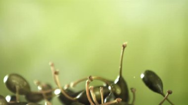 Tuzlu kapari yukarı uçar ve düşer. 1000 fps 'de yüksek hızlı bir kamerayla çekildi. Yüksek kaliteli FullHD görüntüler