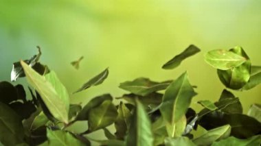 Körfez yaprakları yukarı uçar ve düşer. 1000 fps 'de yüksek hızlı bir kamerayla çekildi. Yüksek kaliteli FullHD görüntüler