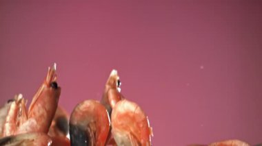 Karides uçar ve düşer. 1000 fps 'de yüksek hızlı bir kamerayla çekildi. Yüksek kaliteli FullHD görüntüler