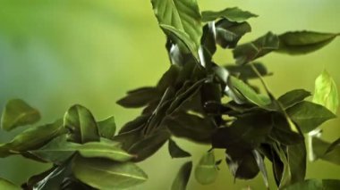 Körfez yaprakları yukarı uçar ve düşer. 1000 fps 'de yüksek hızlı bir kamerayla çekildi. Yüksek kaliteli FullHD görüntüler