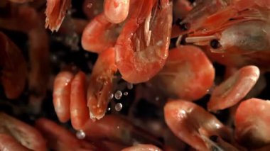 Karides uçar ve düşer. 1000 fps 'de yüksek hızlı bir kamerayla çekildi. Yüksek kaliteli FullHD görüntüler