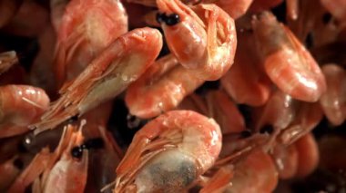 Karides uçar ve düşer. 1000 fps 'de yüksek hızlı bir kamerayla çekildi. Yüksek kaliteli FullHD görüntüler