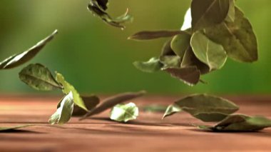 Masaya bir defne yaprağı düşer. 1000 fps 'de yüksek hızlı bir kamerayla çekildi. Yüksek kaliteli FullHD görüntüler