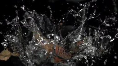 Karidesler suya düşer. 1000 fps 'de yüksek hızlı bir kamerayla çekildi. Yüksek kaliteli FullHD görüntüler