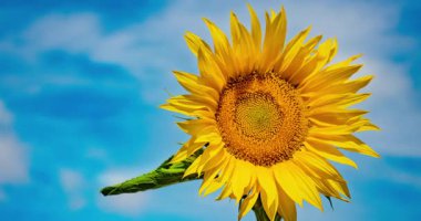 Ayçiçeğiyle hareket eden bulutların zamanı. Yüksek kalite 4k görüntü