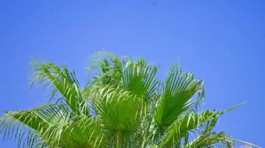 Mavi gökyüzünde tropik palmiye ağaçları. Yüksek kalite 4k görüntü