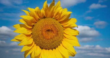 Ayçiçeğiyle hareket eden bulutların zamanı. Yüksek kalite 4k görüntü