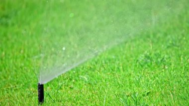 Sıcak bir günde çimleri sulamak. Yüksek kalite 4k görüntü