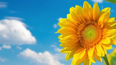 Bulutlu mavi gökyüzünün arka planına karşı ayçiçeği. Yüksek kalite 4k görüntü