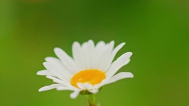 Güneşli bir günde çayır papatyaları. Yüksek kalite 4k görüntü