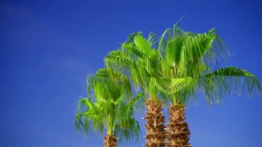 Mavi gökyüzünde tropik palmiye ağaçları. Yüksek kalite 4k görüntü