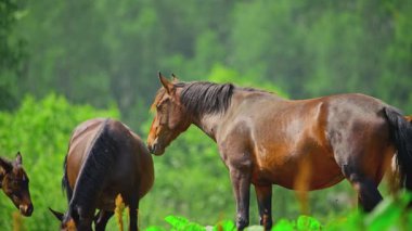 Dağlar vadisinde vahşi atlar otlar. Yüksek kalite 4k görüntü