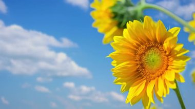 Bulutlu mavi gökyüzünün arka planına karşı ayçiçeği. Yüksek kalite 4k görüntü