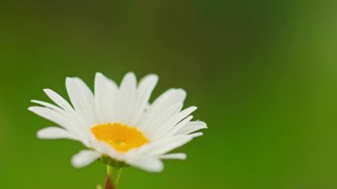 Güneşli bir günde çayır papatyaları. Yüksek kalite 4k görüntü