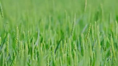 Yeşil buğday tarlası. Yüksek kalite 4k görüntü