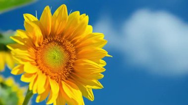 Bulutlu mavi gökyüzünün arka planına karşı ayçiçeği. Yüksek kalite 4k görüntü