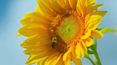 Bir arı bir ayçiçeğinin üzerinde polen toplar. Yüksek kalite 4k görüntü