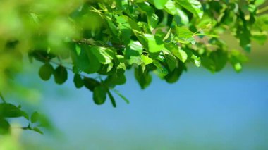 Ağaç dallarının yavaş çekimleri. Yüksek kalite 4k görüntü