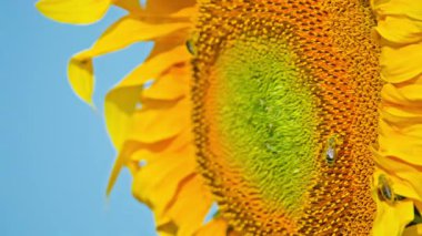 Bir arı bir ayçiçeğinin üzerinde polen toplar. Yüksek kalite 4k görüntü