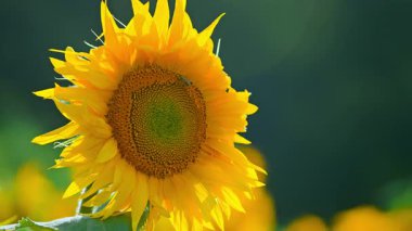 Bir yaz gününde ayçiçeği. Yüksek kalite 4k görüntü