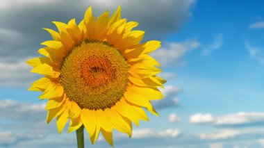 Bulutlu mavi gökyüzünün arka planına karşı ayçiçeği. Yüksek kalite 4k görüntü