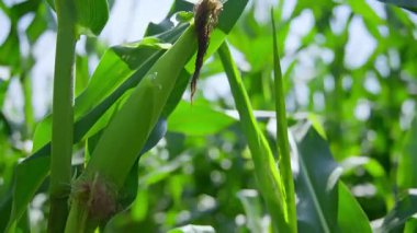 Saplı yeşil mısır koçanları. Yüksek kalite 4k görüntü