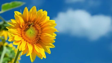 Bulutlu mavi gökyüzünün arka planına karşı ayçiçeği. Yüksek kalite 4k görüntü