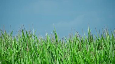 Yeşil mısır tarlası. Yüksek kalite 4k görüntü