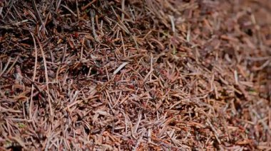 Karınca yuvasında karıncalar. Yüksek kalite 4k görüntü